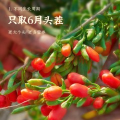 杞利元 枸杞 宁夏特级枸杞子 中宁特产干货 500g纯正宗头茬枸杞子泡茶可搭配